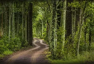Beefsteak road, Norfolk Island, south pacific ocean