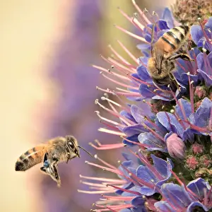 Two bees