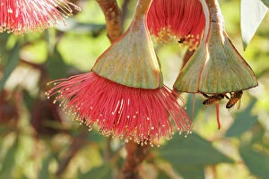 Images Dated 6th June 2023: Bees on Pink and Yellow Eucalyptus Gum Blossom