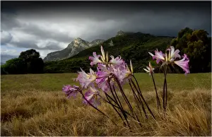 Belladonna Lillies flowering in a field with mount Strzelecki in the Background. Flinders Island, Tasmania