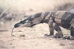 Bells phase lace monitor (Varanus varius) in arid land at dusk