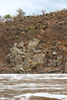 Native Prints: Bells Rapids in full flow with the burnt out grass trees from a few months