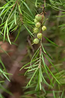 Prints of Close up of berries on a Narrow Geebung Tree, Persoonia linearis Louise Docker Photography Prints: Berries on a geebung Tree