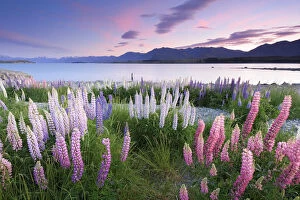 AtomicZen The Beauty of Nature Collection: Berry Dawn at Lake Tekapo, New Zealand