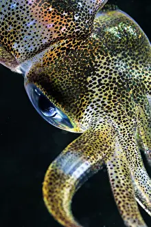 Prints of Close-up detail photo of a Bigfin Reef Squid (Sepioteuthis lessoniana) eye, photographed in Anilao, Philippines Discover the extraordinary diversity of Australia's marine life: Bigfin Reef Squid Eye - Sepioteuthis lessoniana