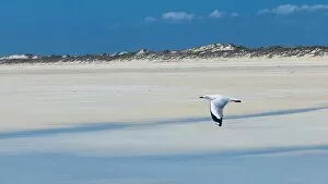 Images Dated 27th October 2020: Bird On Cable Beach