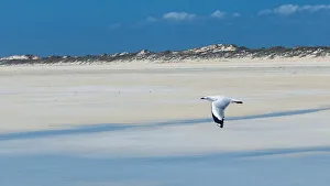 Bird On Cable Beach