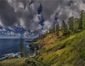 Pinaceae Prints: Bird Rock Lookout