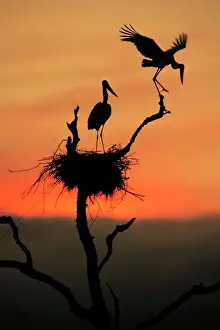 birds, brazil, dawn, dusk, evening, flying, full-length, jabiru, jabiru mycteria