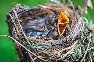 Mouth Open Prints: Birds in the nest