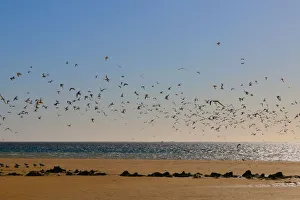 birds on the northern side of Coral Bay took flights as we walked passed
