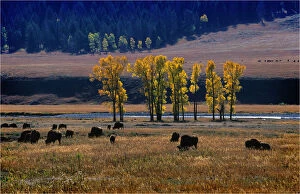 Images Dated 29th July 2013: Her of bison Yellowstone National Park, Wyoming, United States
