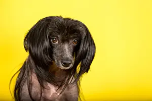 Black Chinese Crested Dog looking at the camera on a yellow backdrop