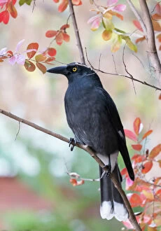 Birds Collection: Black Currawong