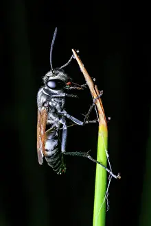 Robbie Goodall Photography Prints: Black Digger Wasp (Sphex cognatus)