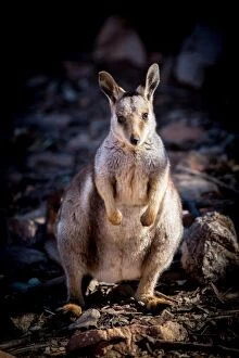 Images Dated 16th May 2014: Black Footed Rock Wallaby