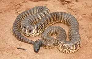 Images Dated 19th November 2014: Black Headed Python (Aspidites melanocephalus)