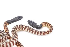 Snakes Collection: Black-headed Pythons (Aspidites melanocephalus)