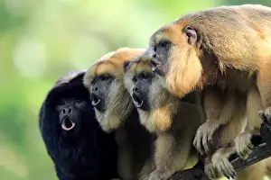 Black Howler Monkey, (Alouatta caraya)