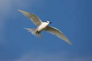 Spread Wings Prints: Black-napped Tern in flight