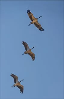 Images Dated 8th March 2015: Black Necked cranes flying in formation over the fields at Wangdue Prodrang valley, Bhutan
