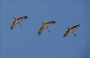 Arrangement Prints: Black Necked cranes flying in formation over the fields at Wangdue Prodrang valley, Bhutan