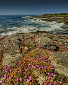 Rocky Coastline Prints: Black Point Viewpoint