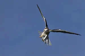 Black-shouldered Kite