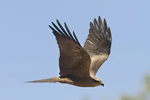 One Animal Prints: Black shouldered Kite
