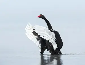 Lea Scaddan Prints: Black swan