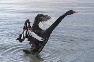 Caloundra Prints: A Black Swan at the beach