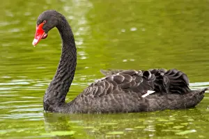 Black Swan. Cygnus atratus. Australia