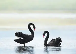 Black swans