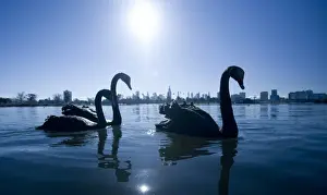 Three Animals Prints: Black swans (Cygnus atratus) on lake, city skyline in background