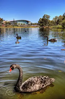 Feather Prints: Black Swans at River Torrens with Adelaide Convention Centre in the Background