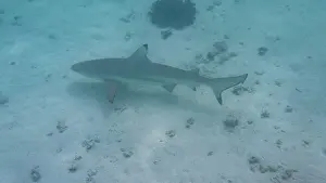Prints of bottom of the ocean black tip reef shark swimming in tropical waters Discover the beauty and vulnerability of Australia's sharks: Black tip reef shark