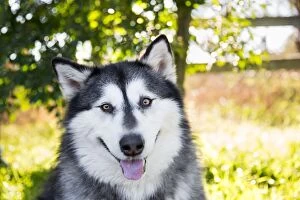 Images Dated 31st July 2014: Black and white Alaskan Malamute dog