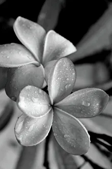 Black and white Frangipani petals