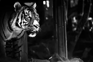 Black and white image of Tiger hit by sun
