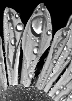 Black and white photograph of petals with water drops creating a graphic image