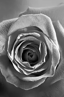 Images Dated 15th September 2017: Black & White Rose