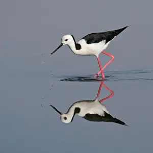 Images Dated 2011 November: Black winged stilt