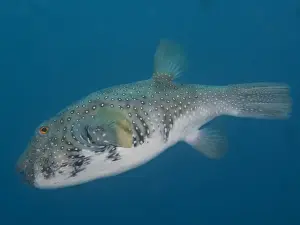 Profile Prints: Blackspotted puffer