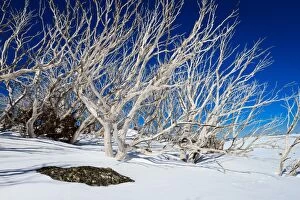 Ashley Whitworth Images Collection: Bleached snow gums