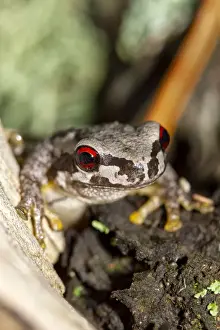 Prints of Bleating Tree Frog Louise Docker Photography Prints: Bleating Tree Frog