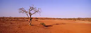 Vast Prints: A blistering outback sun beats down on a dead tree in the open desert