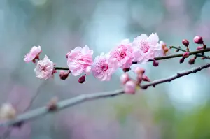 Season Prints: blossoming, pink, spring, tender, detail, someiyoshino, background, blooming, sakura