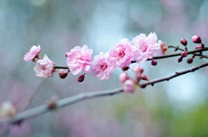 Brook Attakorn Collection: blossoming, pink, spring, tender, detail, someiyoshino, background, blooming, sakura