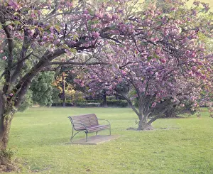 Sharon Lapkin Photography Prints: Blossomtime in the park