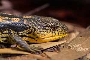 Images Dated 1st May 2016: Blotched blue-tongued lizard
